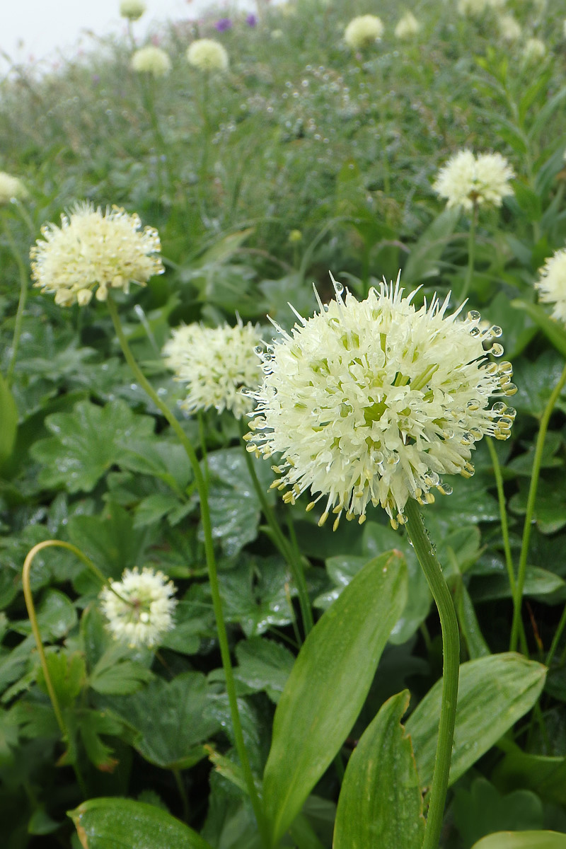 Изображение особи Allium victorialis.