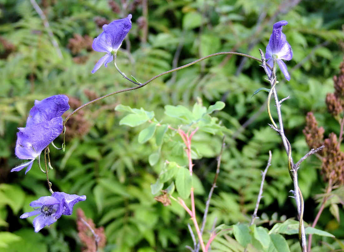 Image of Aconitum consanguineum specimen.