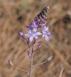 Image of taxon representative. Author is Денис Карацуба