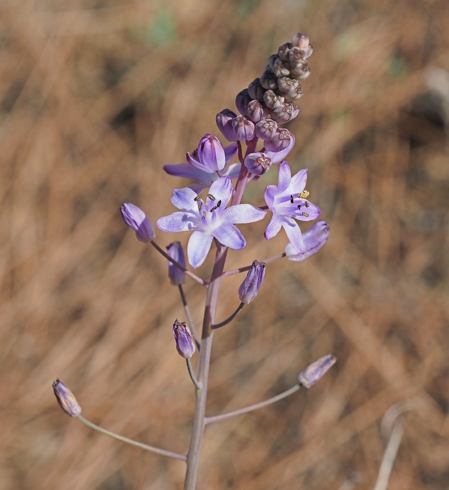 Image of Prospero autumnale specimen.