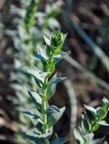 Linaria genistifolia