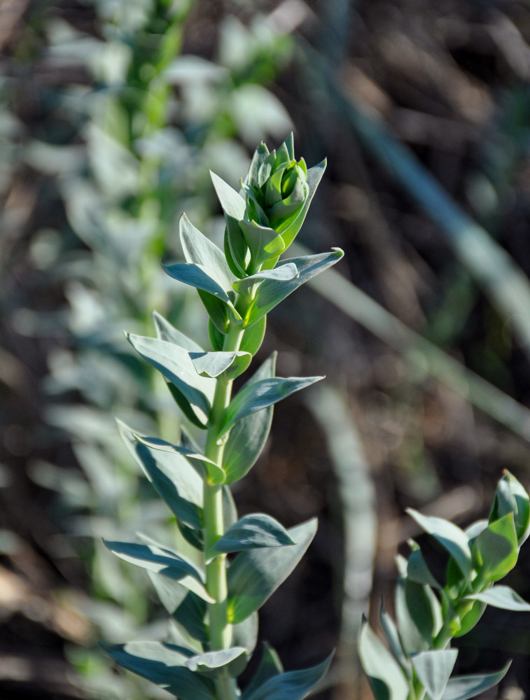 Изображение особи Linaria genistifolia.