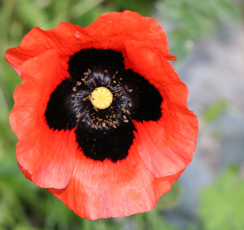 Image of genus Papaver specimen.