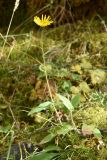 Hieracium korshinskyi
