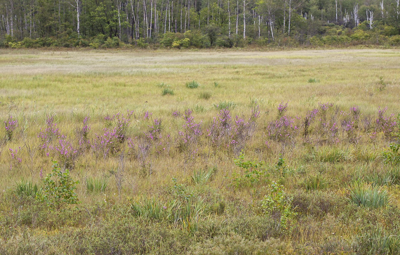 Изображение особи Pedicularis grandiflora.