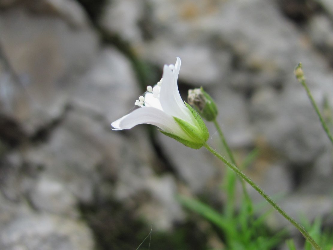 Image of Minuartia biebersteinii specimen.