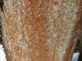 class Lecanoromycetes