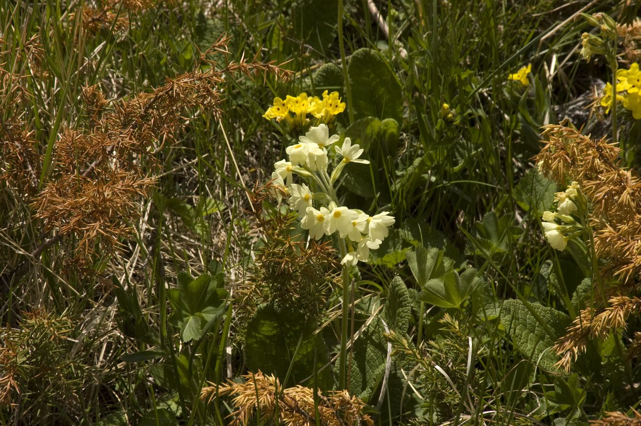 Изображение особи Primula ruprechtii.