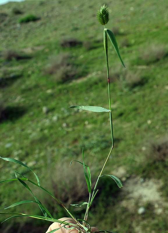 Image of Eremopyrum triticeum specimen.