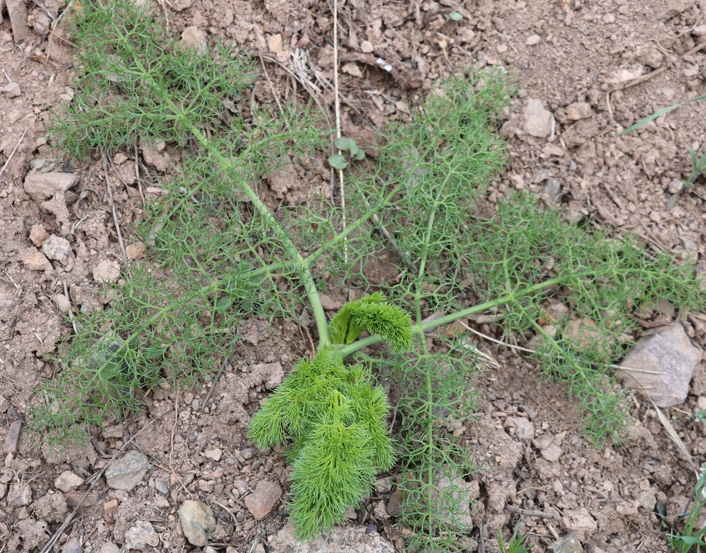 Изображение особи семейство Apiaceae.