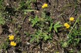 Potentilla discolor. Цветущее растение. Приморский край, Октябрьский р-н, окр. с. Чернятино, выпасаемый луг. 17.05.2022.