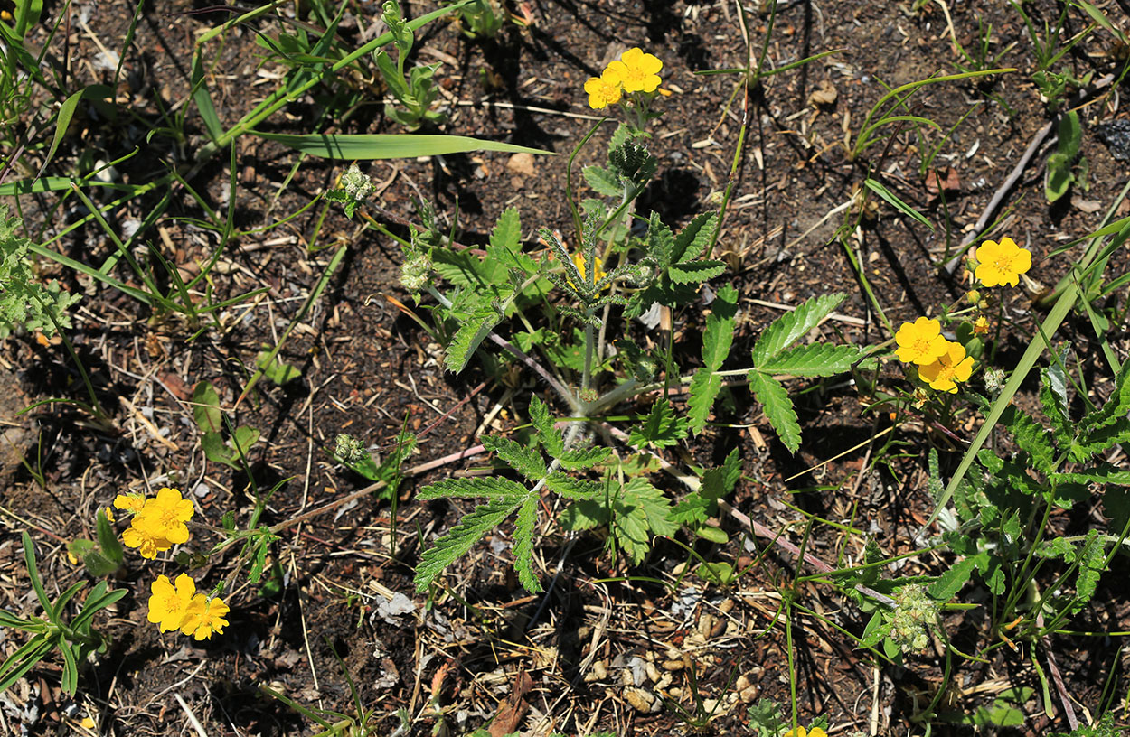 Изображение особи Potentilla discolor.