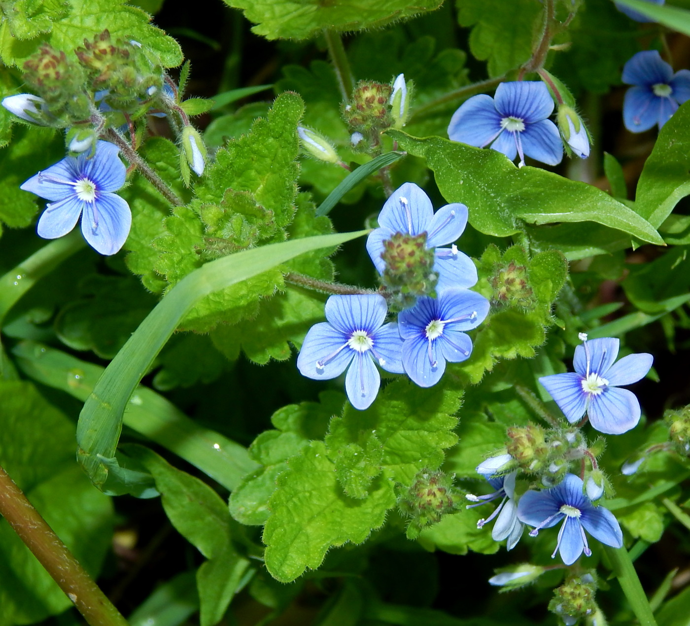 Image of Veronica chamaedrys specimen.