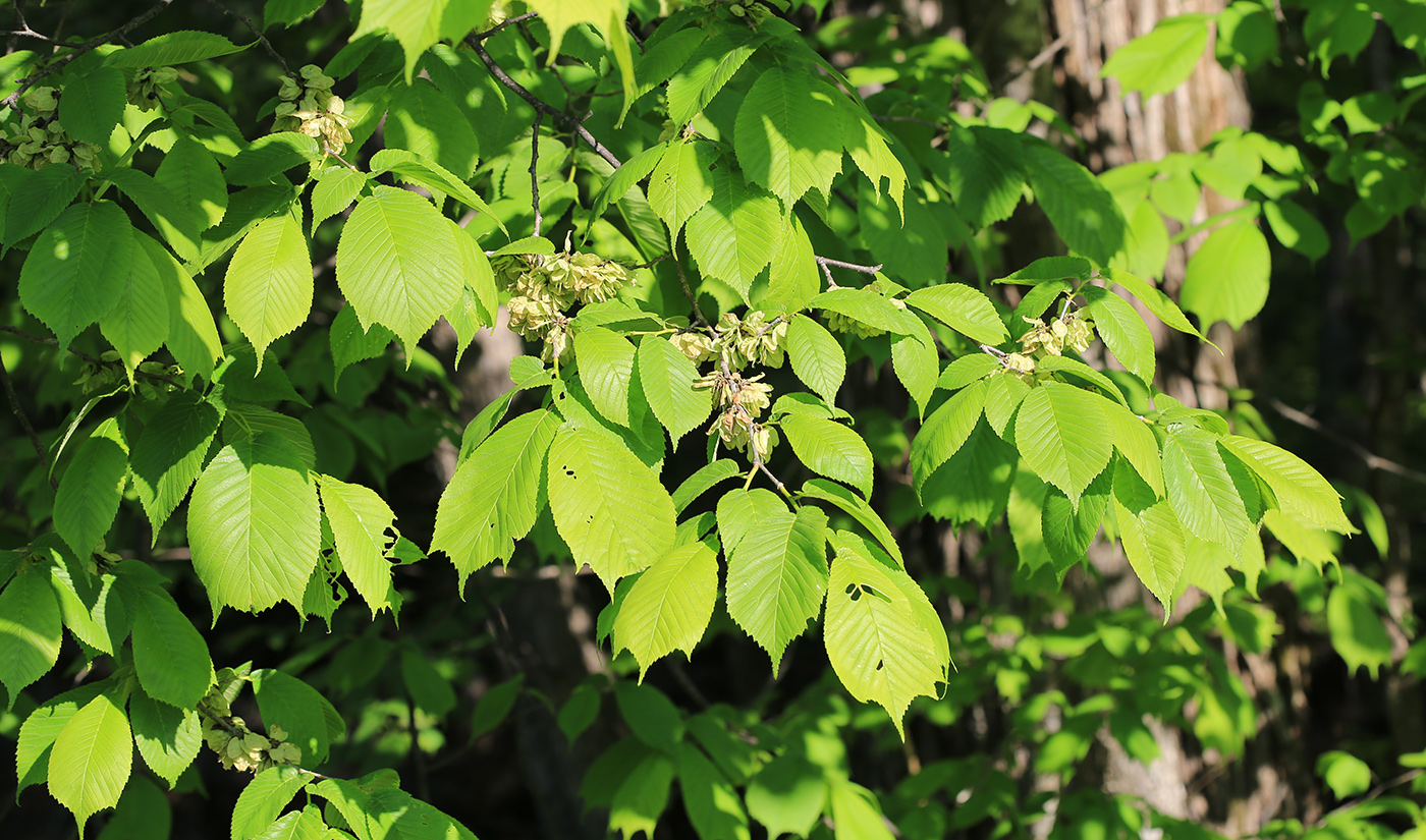 Image of Ulmus laciniata specimen.