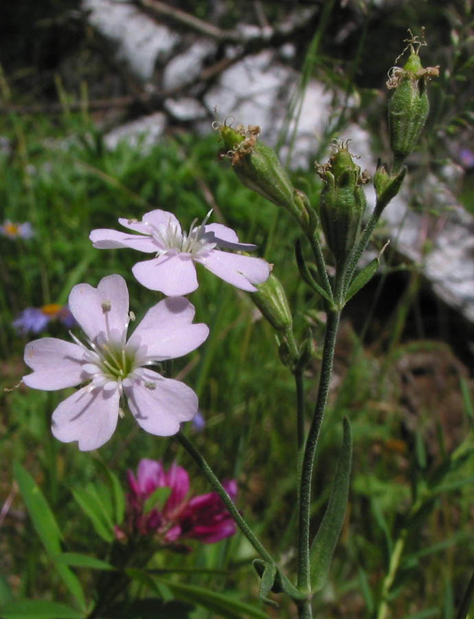 Image of Lychnis sibirica specimen.