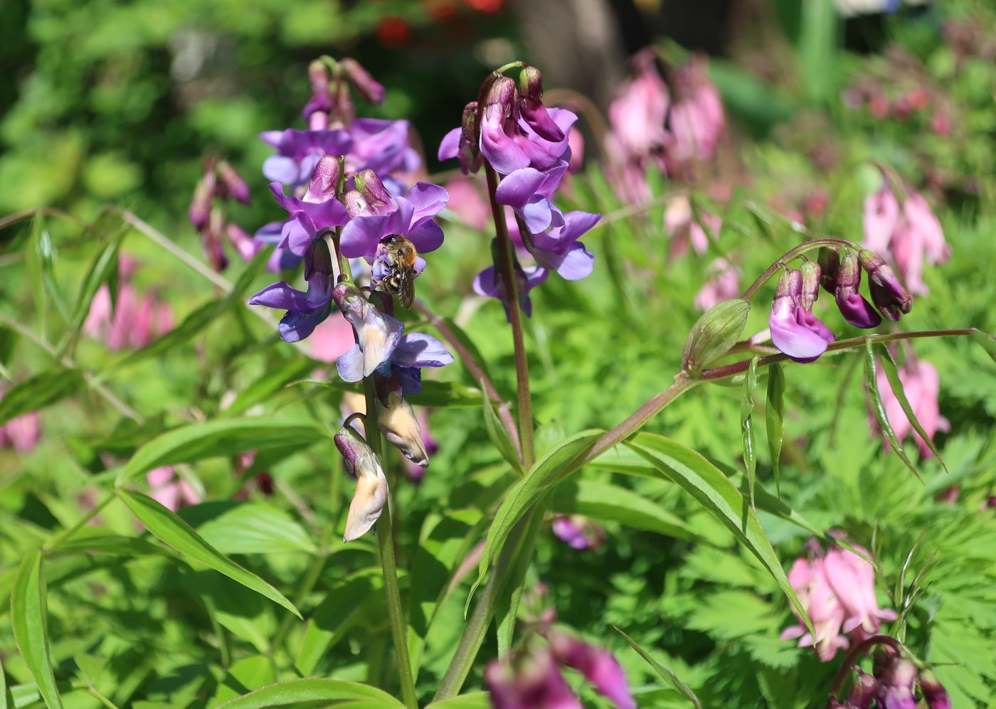 Image of Lathyrus vernus specimen.