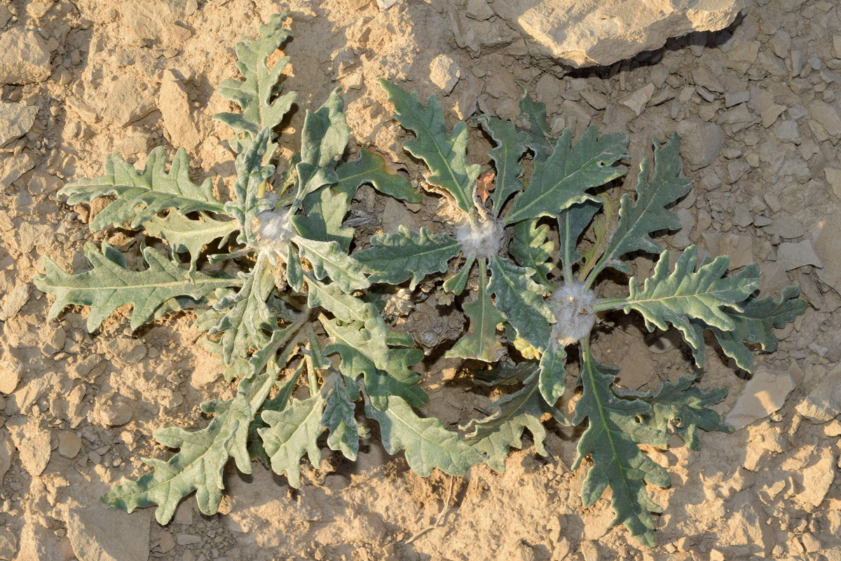 Image of Jurinea winkleri specimen.