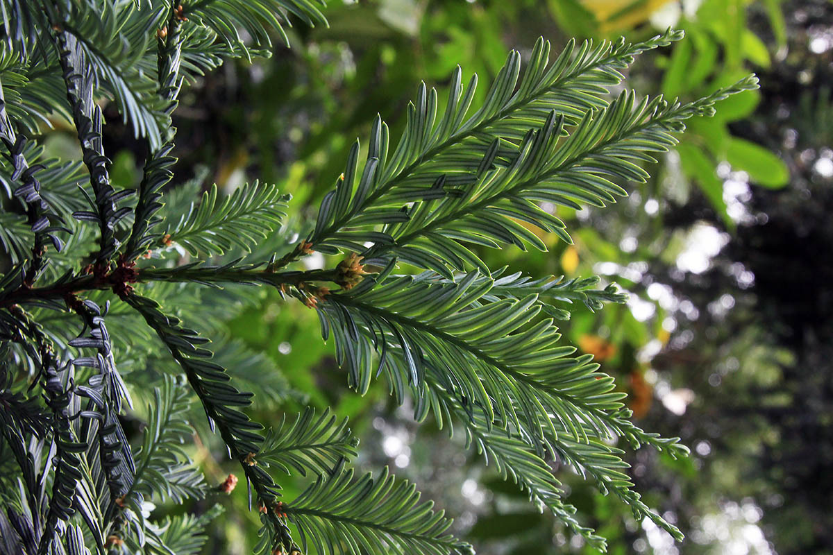 Image of Sequoia sempervirens specimen.