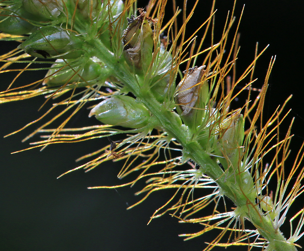 Image of Setaria pumila specimen.