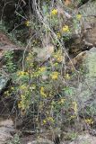 familia Asteraceae. Цветущее растение. Бутан, дзонгхаг Монгар, национальный парк \"Phrumsengla\". 05.05.2019.