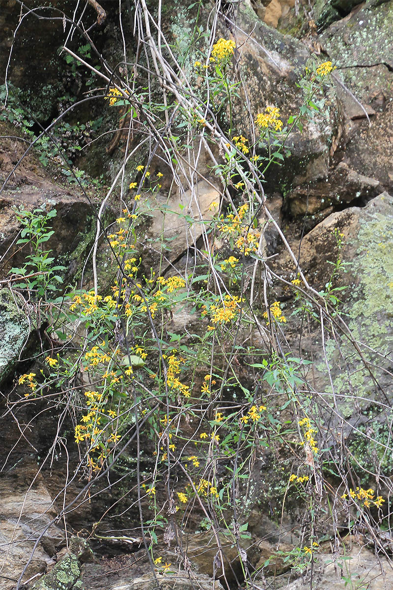 Image of familia Asteraceae specimen.