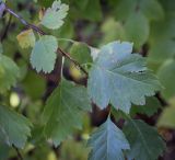 Crataegus sanguinea