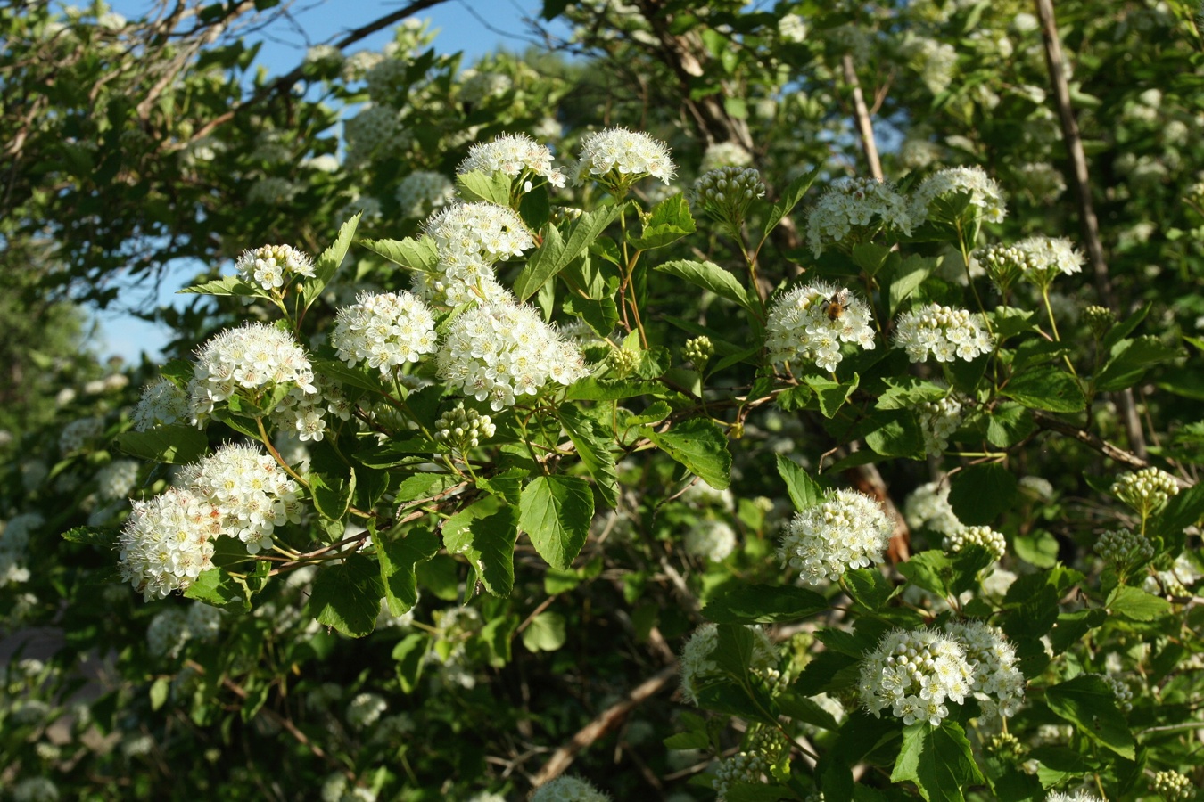 Image of Physocarpus opulifolius specimen.