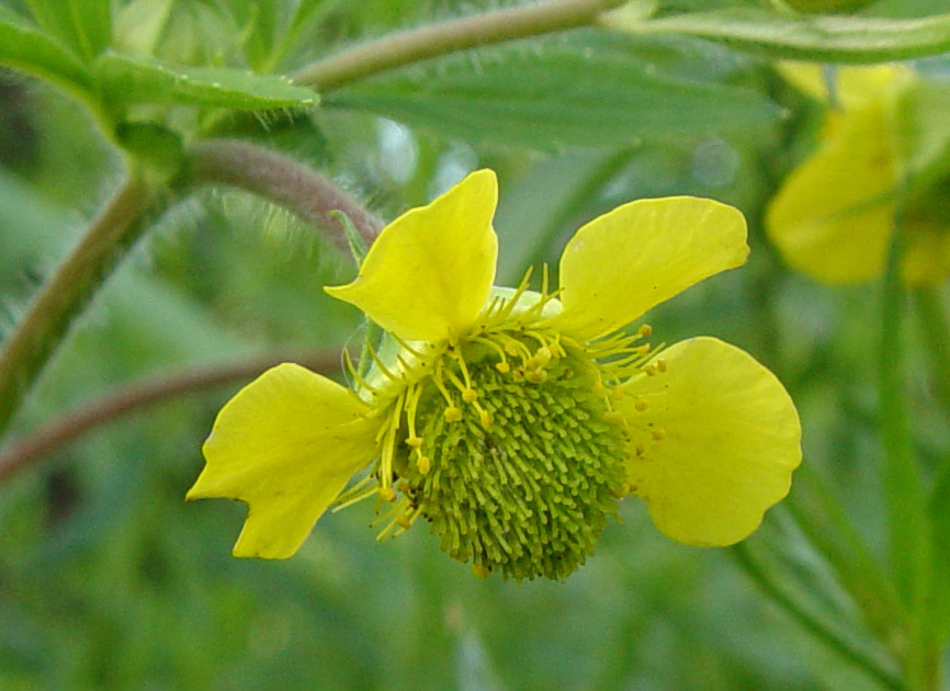 Image of Geum aleppicum specimen.
