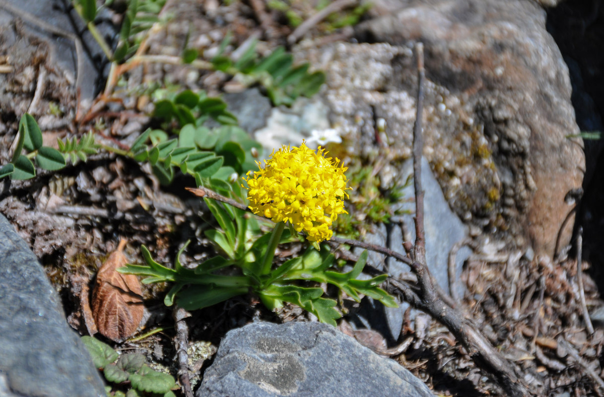 Image of Patrinia sibirica specimen.