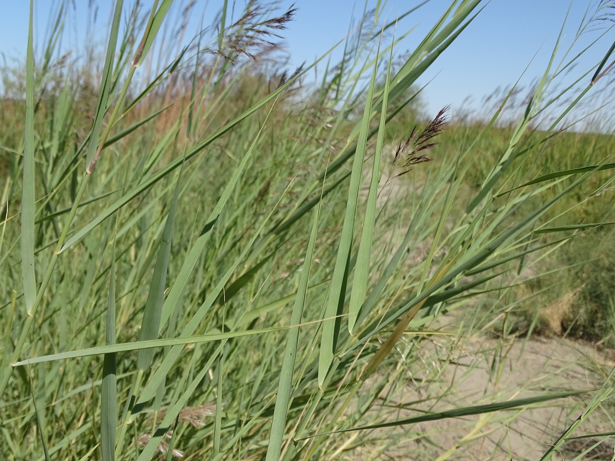 Изображение особи Phragmites australis.