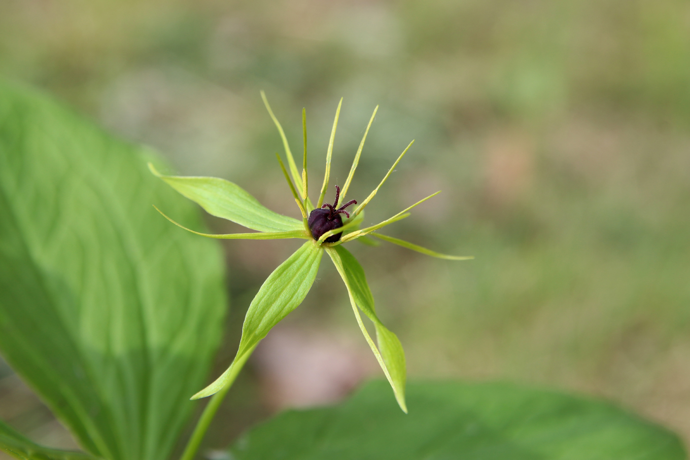 Image of Paris quadrifolia specimen.