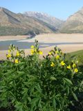 Thermopsis alterniflora