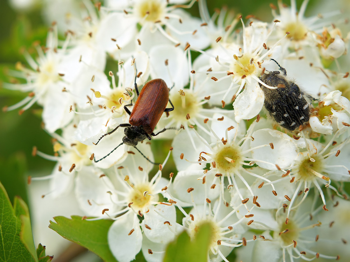 Image of genus Crataegus specimen.