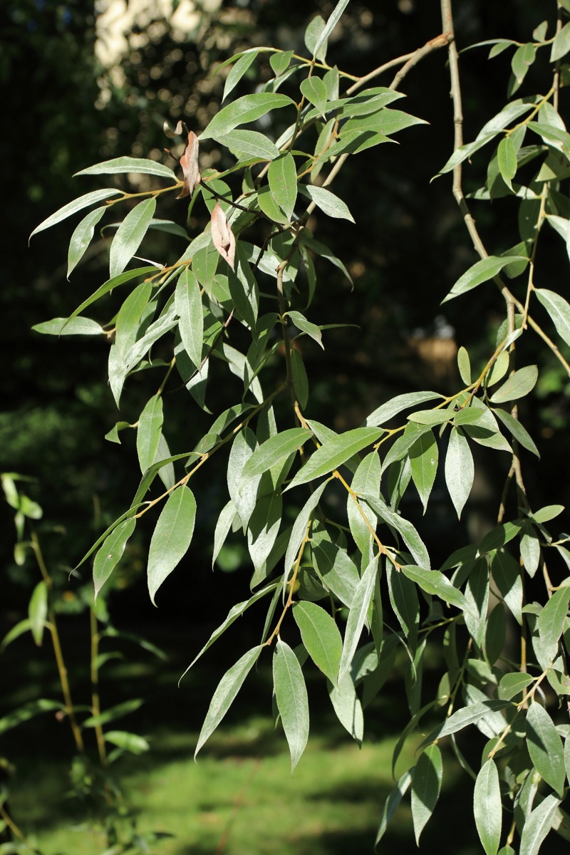 Image of Salix alba specimen.