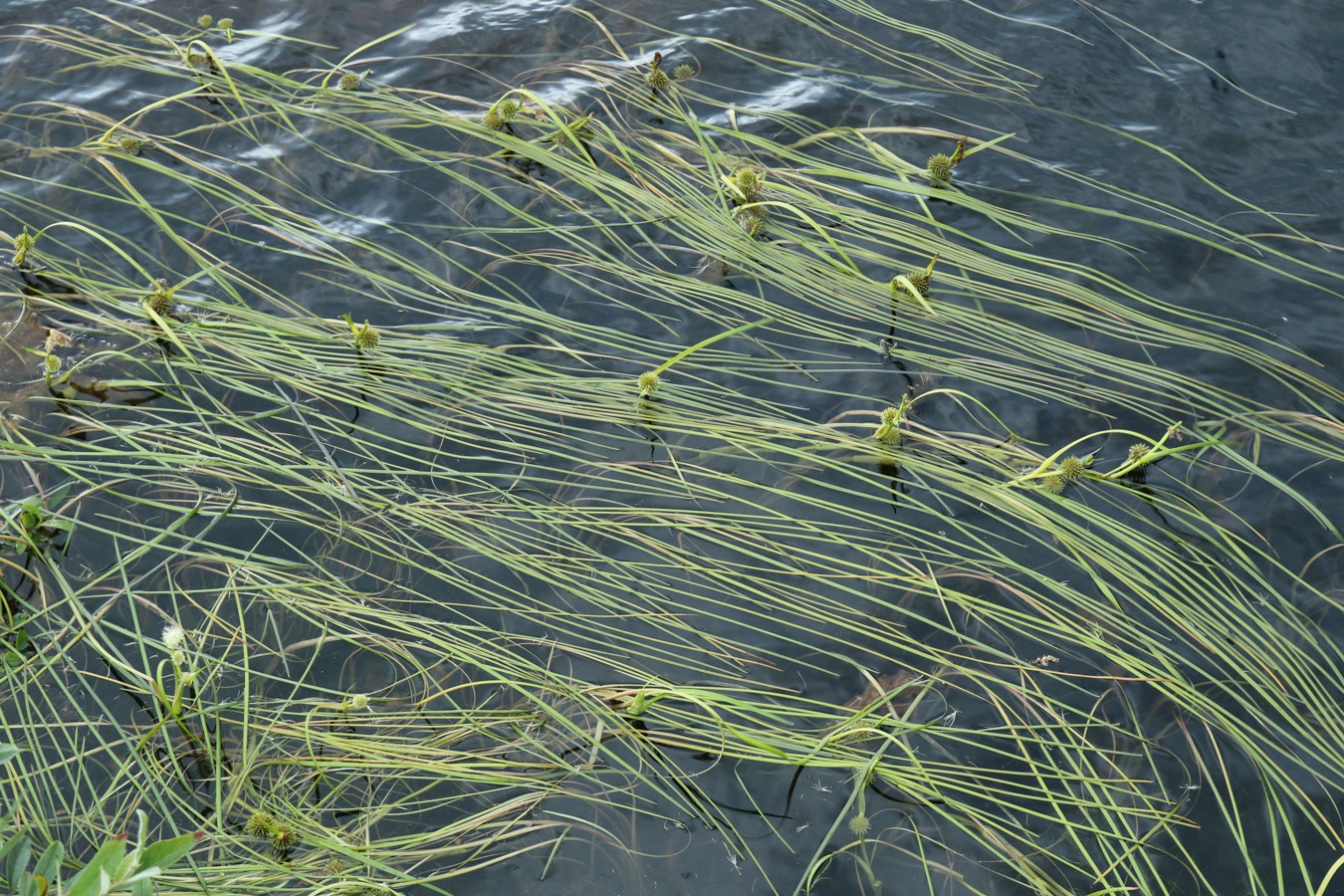 Image of Sparganium angustifolium specimen.