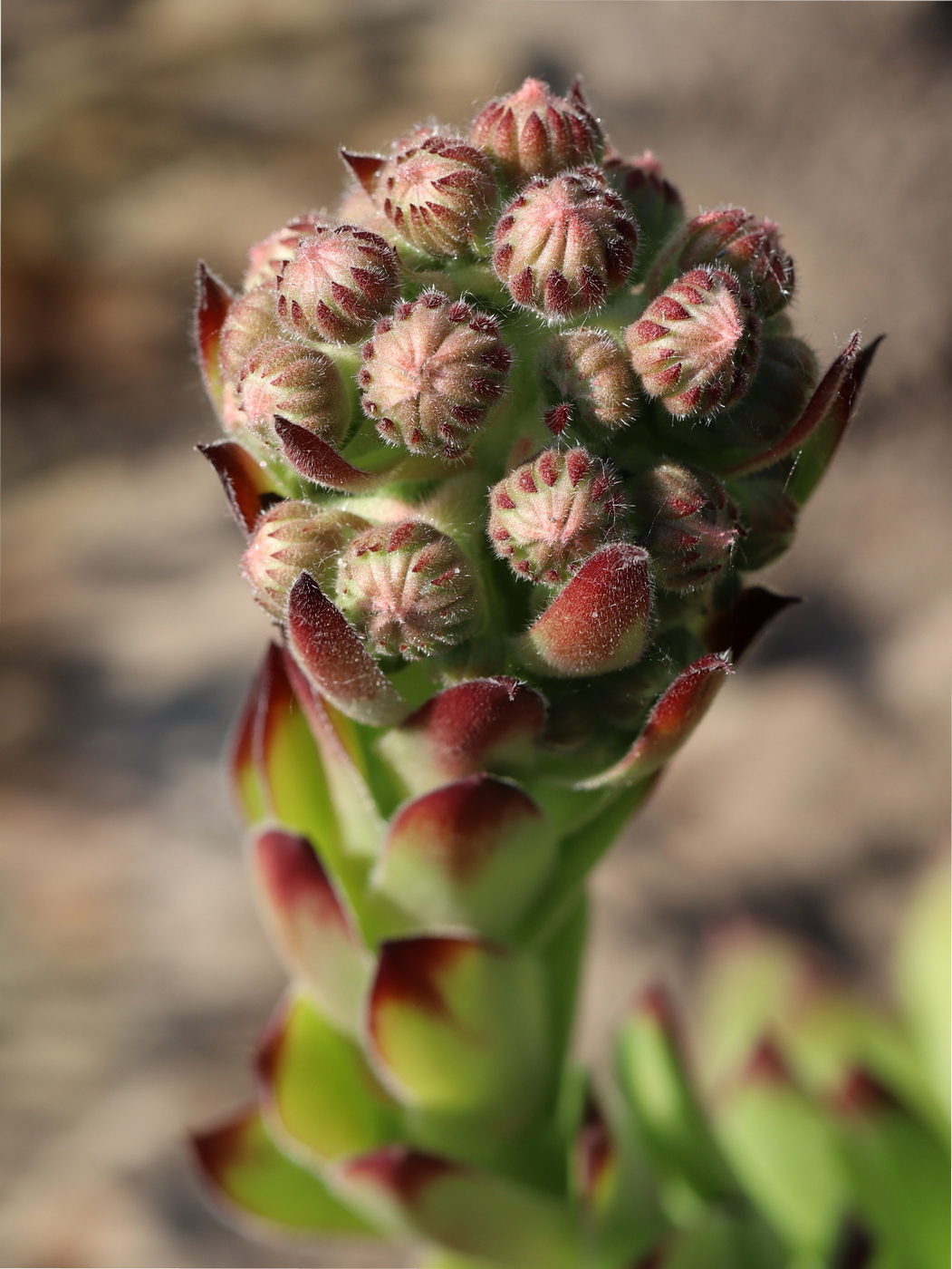 Image of Sempervivum tectorum specimen.