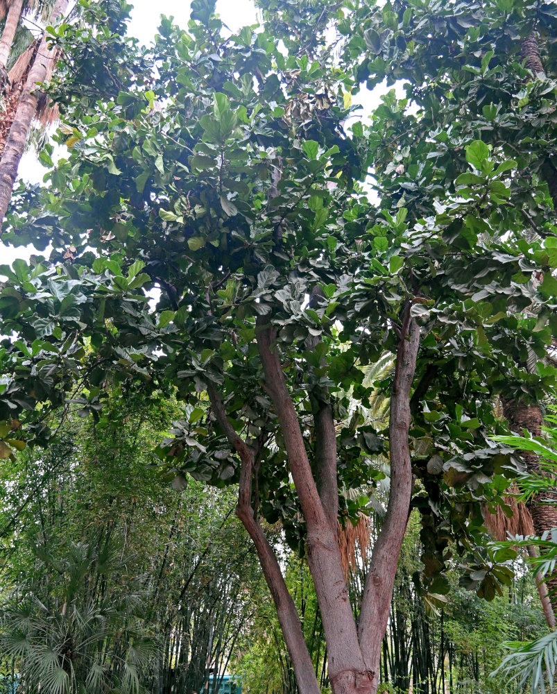 Изображение особи Ficus lyrata.