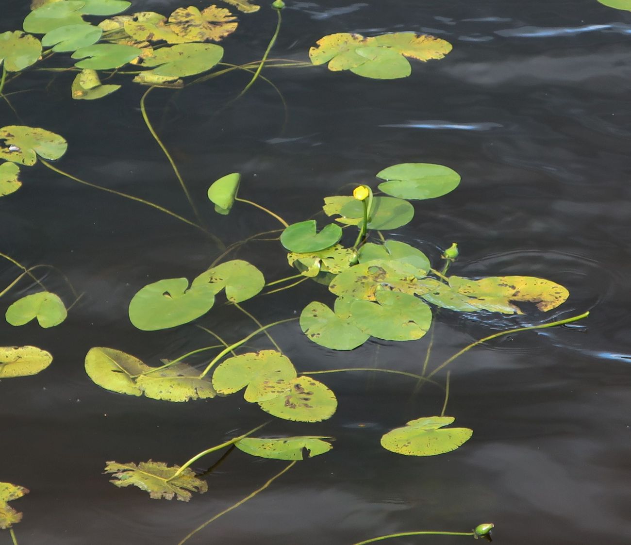 Image of Nuphar lutea specimen.