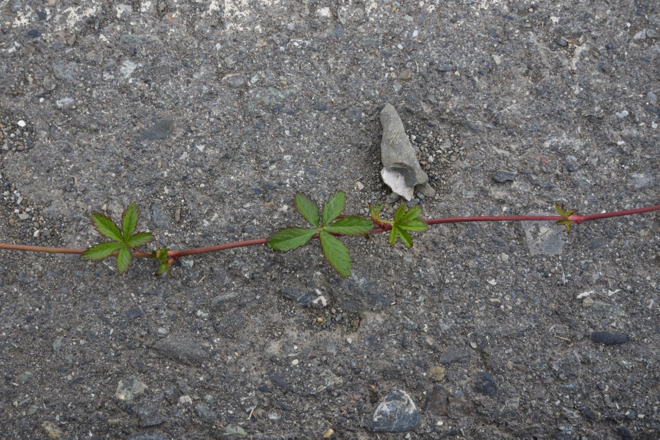 Image of Potentilla reptans specimen.