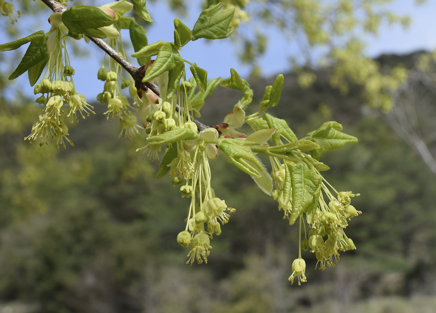 Изображение особи Acer monspessulanum.