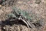 genus Artemisia