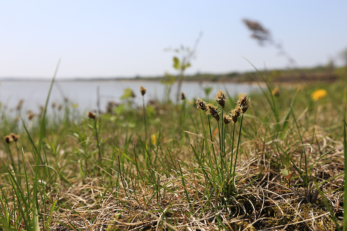 Изображение особи Carex duriuscula.