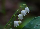 Convallaria majalis. Соцветие с цветками и бутоном. Московская обл., Раменский р-н, окр. ж.-д. платформы Хрипань, смешанный лес у ЛЭП, просека. 01.06.2023.