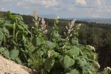 Salvia sclarea