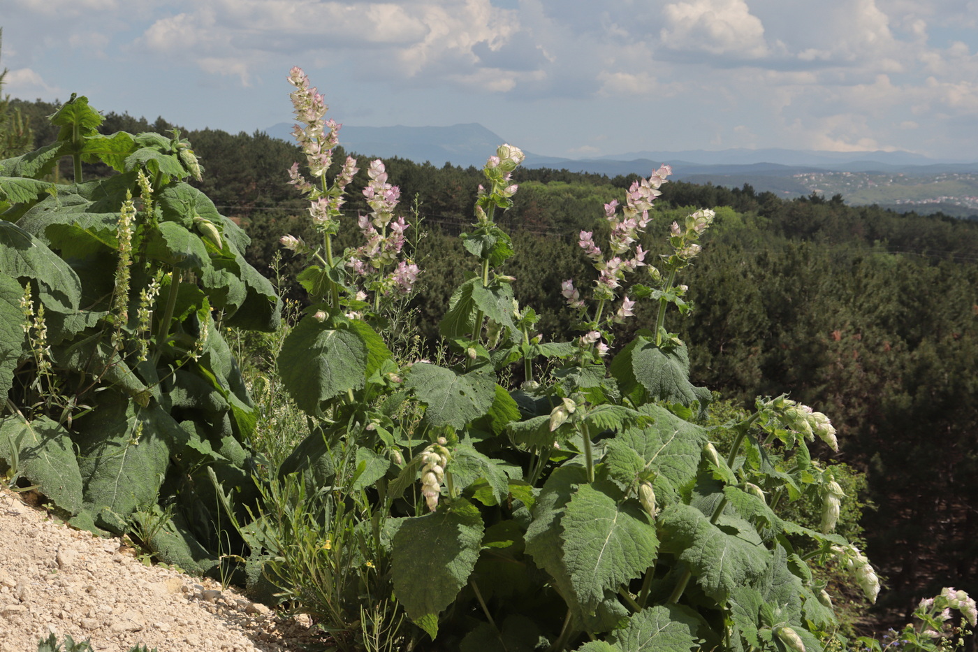 Изображение особи Salvia sclarea.