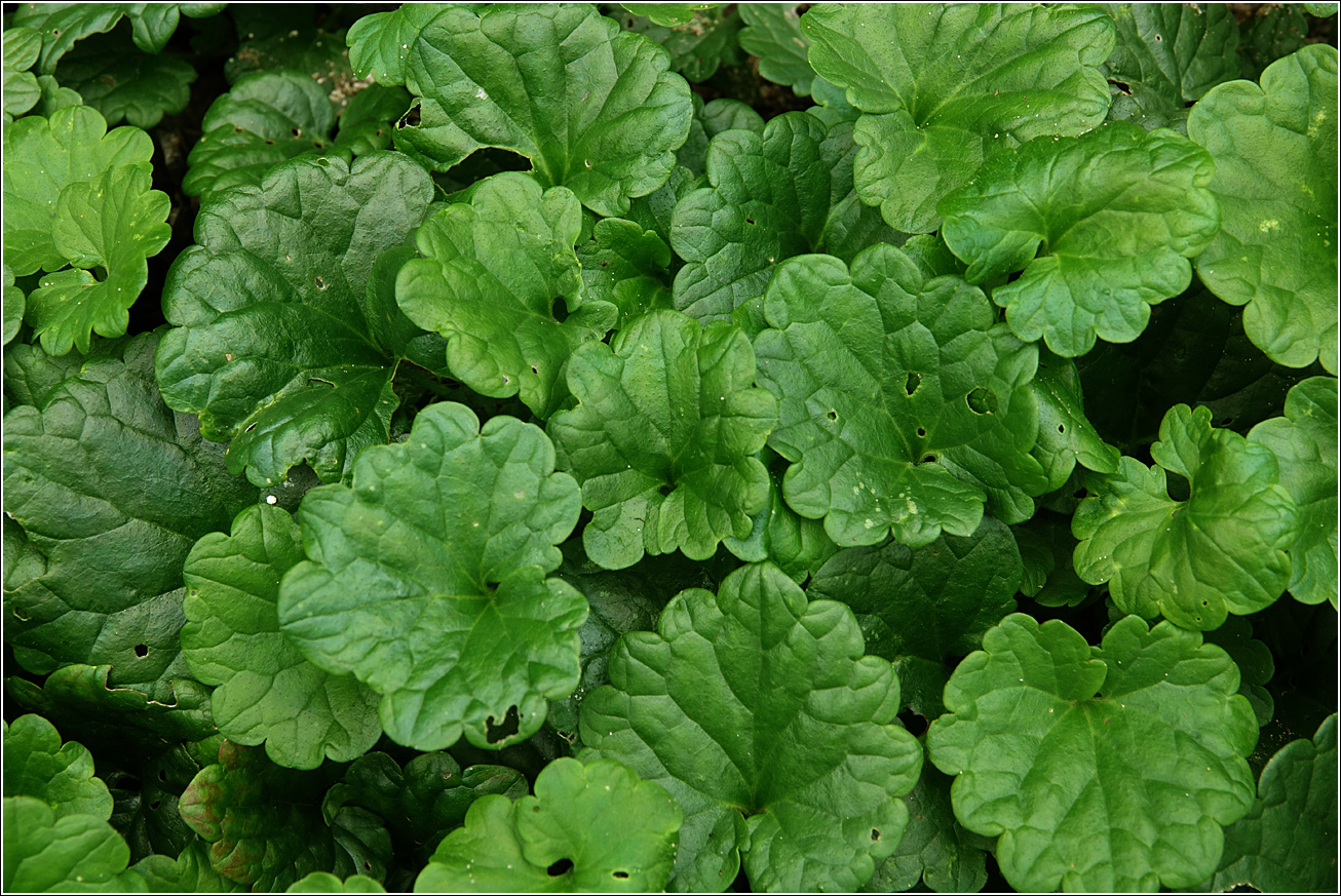 Image of Glechoma hederacea specimen.