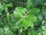 Salix myrsinifolia. Молодой побег. Вологодская обл., Череповецкий р-н, д. Музга, Шекснинский плёс Рыбинского водохранилища, у воды. 13.07.2009.