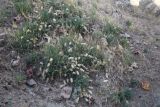 Astragalus willisii