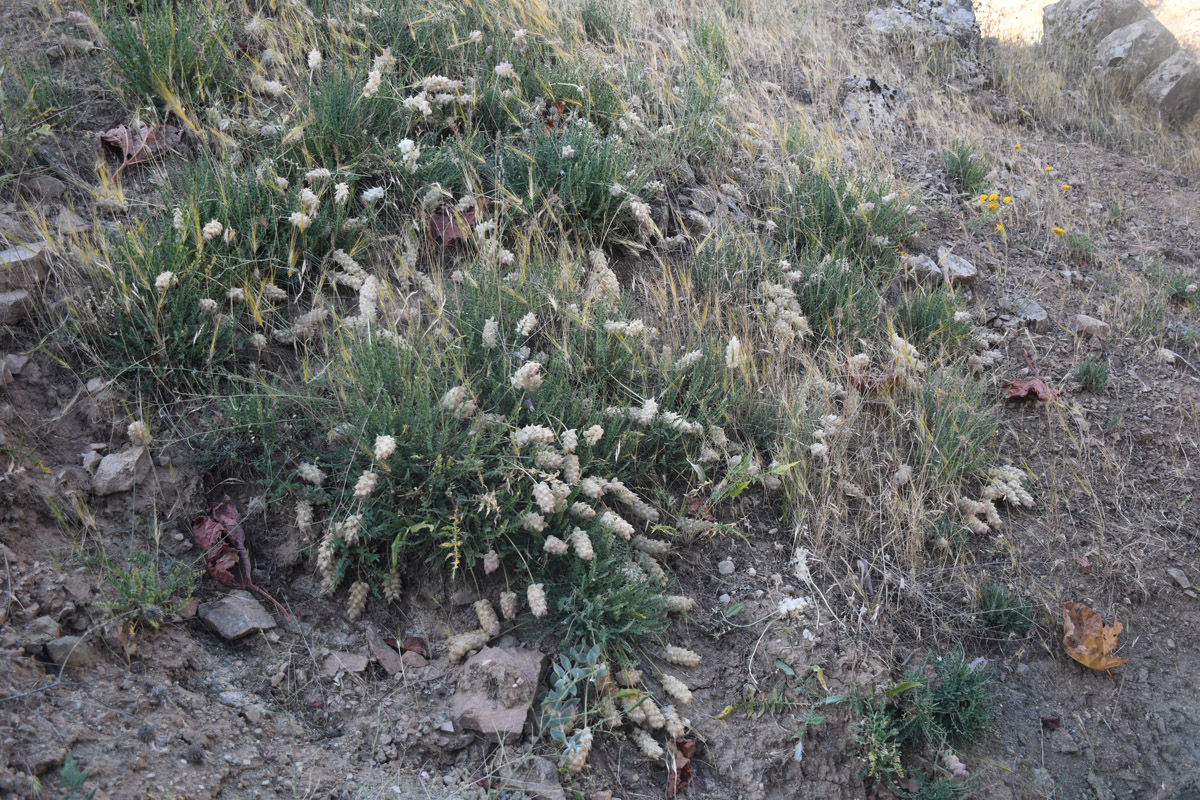 Image of Astragalus willisii specimen.