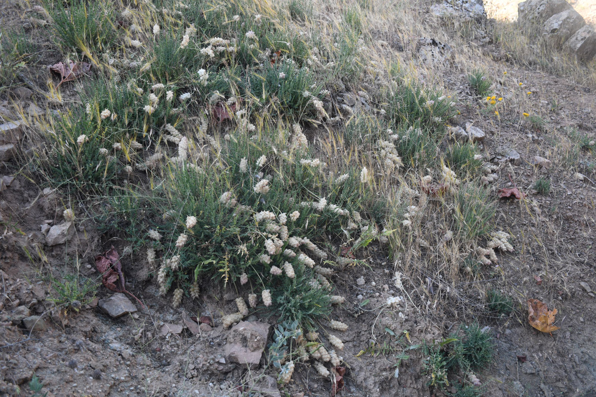 Изображение особи Astragalus willisii.